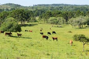 cattles on the pasture on the background of green hills
