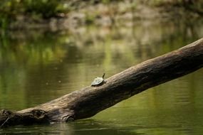 Little turtle on a tree trunk