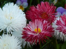 white and burgundy daisies in the garden in summer