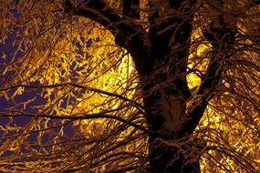 tree branches in the cold dark at the light