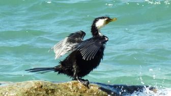 wet waterfowl by the sea