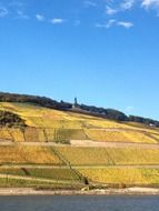 grape fields on the banks of the river Rhine