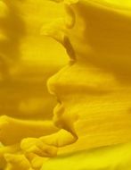 Macro photo of the yellow daffodil flower