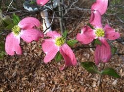 pink dogwood in spring