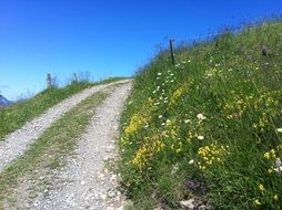 mountain path through flowering meadow