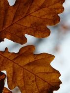 autumn oak leaves close up