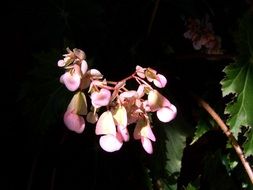 room plant