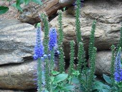 wildflowers near stones