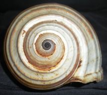 spiral-like shell