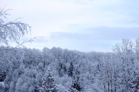 blue winter forest, top view