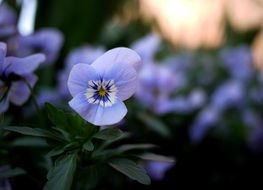 light purple pansies close up