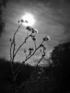 Black and white photo of flowers against the background of the sun