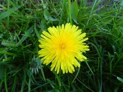 yellow bud of dandelion on a background of green grass