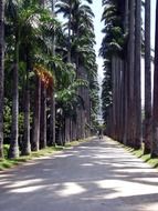 Forest path in Rio de Janeiro