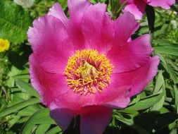 pink flower in garden closeup