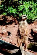 meerkat on the sand on a sunny day on a blurred background