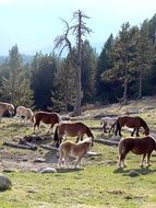 horses pasturing in pyrenees, spain, Catalonia