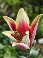 white-pink tulip in a botanical garden