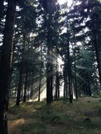 Sun rays penetrates in a forest