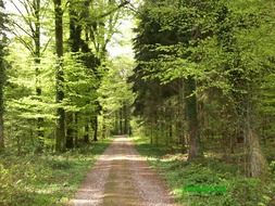 Road with the beautiful trees