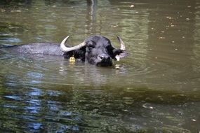 buffalo swims in the river