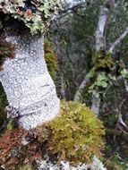 tree in thick moss close up