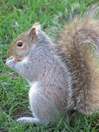 portrait of squirrel in beacon hill park
