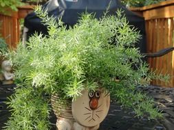 plant in pot with cat face outdoor