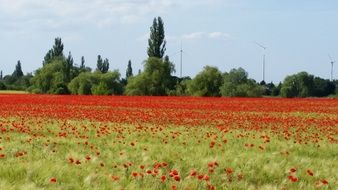 field of red poppies near trees