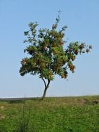 extraordinarily beautiful tree rowan