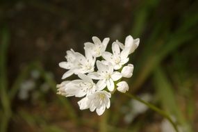 white flower on a plant in nature