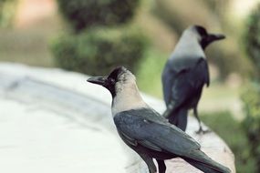 two ravens in the wild of india