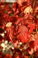 red leaves, autumn background