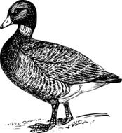 duck mallard bird as black and white illustration