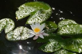 White water lily on green leaves