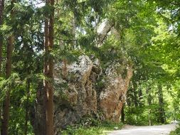 extraordinarily beautiful rock forest