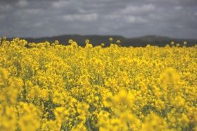 landscape of cloudy sky over the rapeseed field