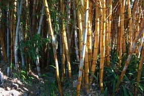 bamboo trees in the sunlight