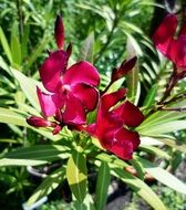 Oleander is a flowering shrub