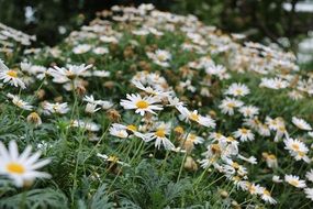 white daisies on the lawn