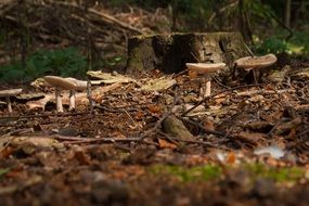 Mushrooms near the stump among the colorful leaves