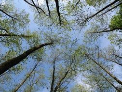 forest trees in spring