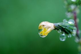 drop water drops plant waterdrop
