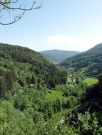 panorama of dense forest in the valley