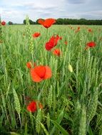 red poppies in green wheat field