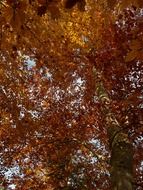 bottom view of the European beech in fall foliage