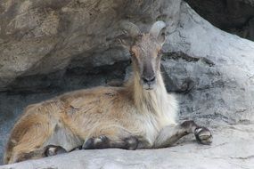 mountain goat is a representative of the fauna