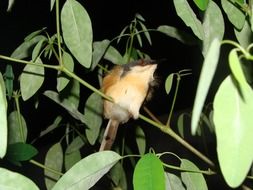 wild ashy bird among foliage in bright light