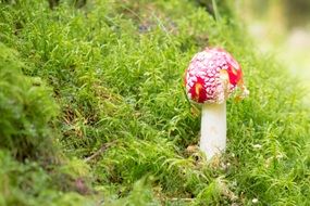 fly agaric among green grass