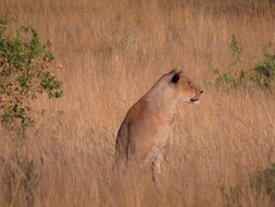 Picture of wild lioness in Kenya